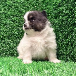 Orion - Black parti male Pomeranian puppy in Atlanta, Georgia from Merle Paws Pomeranians