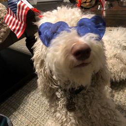 Goldendoodle, Poodle, and Sheepadoodle All Grown Up from Brewer's Goldendoodles & Sheepadoodles