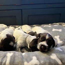 Wirehaired Pointing Griffon Puppies from Gunpowder Griffons
