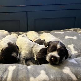 Wirehaired Pointing Griffon Puppies from Gunpowder Griffons