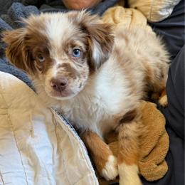 Cowboy Boy 2 - Red merle male Australian Shepherd puppy in Churchill County Fallon, Nevada from Card Family Ranch
