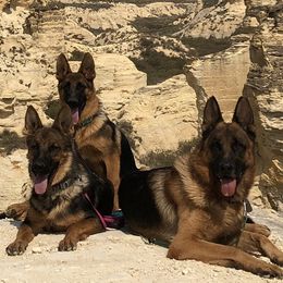 German Shepherds from Prairie Land German Shepherds