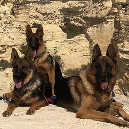German Shepherds from Prairie Land German Shepherds