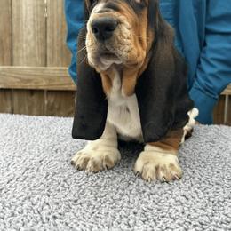 Basset Hound Puppies from Maple Street Bassets