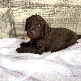 Love Nugget - Chocolate male Goldendoodle puppy in Mc Kinney, Texas from Flair Doodles