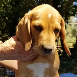 Iddar - Red and white Transylvanian Hound puppy in Rough And Ready, California from Royal Transylvanian Hounds