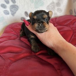 Clarence - Blue and gold male Yorkshire Terrier puppy in Kendallville, Indiana from Yorkies Kisses
