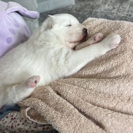 Franky - White male Samoyed puppy in Surprise, Arizona from Virgin River Samoyeds