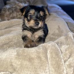 Yorkshire Terrier Puppies from Sasha's Yorkie Pups