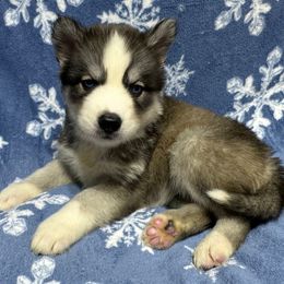 AKC Eve - Black and white female Siberian Husky puppy in Centreville, Maryland from Huskies By the Bay