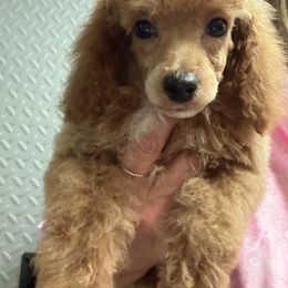 Aurora girl - Red  female Poodle puppy in Haines City, Florida from Camic Cockapoos