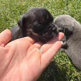Aladdin - Black tri-color male Bulldog puppy in Harvard, Illinois from Bramble & Brute Canines
