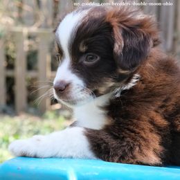 Bramble Muin - Red tri-color Miniature American Shepherd puppy in Cleveland, Ohio from Double Moon