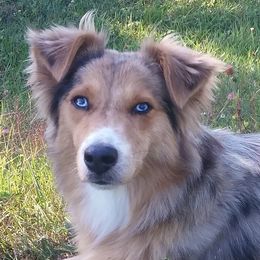 Australian Shepherds from SNB Aussies