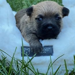 Cairn Terrier Puppies from Shining Waters Farm