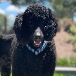 Poodles from Dirt Road Ranch Kennels