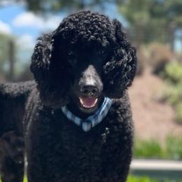Poodles from Dirt Road Ranch Kennels