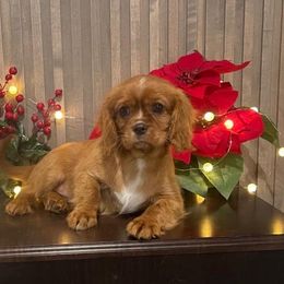 Cavalier King Charles Spaniel Puppies from Country Charm Cavaliers