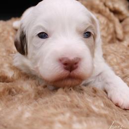 Sour Patch - White female Havapoo puppy in Hendersonville, North Carolina from Grayfinn House