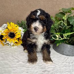 Queso - Tri-color male Bernedoodle puppy in Seymour, Missouri from D and D’s Dandy Doodles
