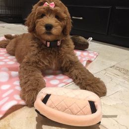 "English Goldendoodle Puppy from Moss Creek Goldendoodles" Goldendoodle and Schnoodle Puppies from Moss Creek Goldendoodles