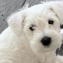 Miniature Schnauzers from Schnauzer puppies