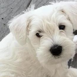 Miniature Schnauzers from Schnauzer puppies