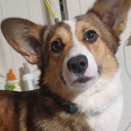 Cracker - Pembroke Welsh Corgi