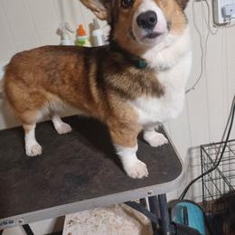 Cracker - Pembroke Welsh Corgi