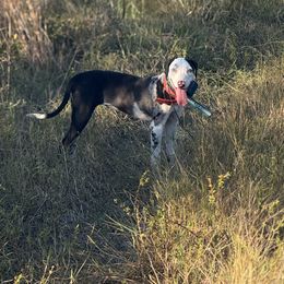 Ouija - Catahoula Leopard Dog