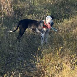 Ouija - Catahoula Leopard Dog