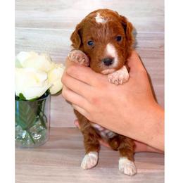 Cappuccino - Red  male Poodle puppy in Kissimmee, Florida from Poodle Doodle Kennels