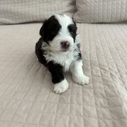 Aussiedoodle and Cockapoo Puppies from Lisa’s Curly Puppies