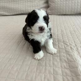 Aussiedoodle and Cockapoo Puppies from Lisa’s Curly Puppies