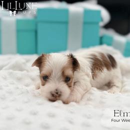 Elmer - Merle male Morkie puppy in Scottsdale, Arizona from Lil Luxe Pups