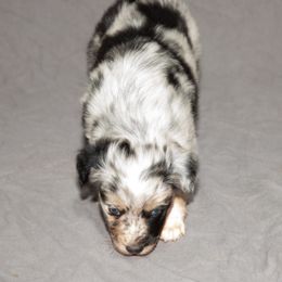 Australian Shepherd Puppies from 4 Aces Aussies