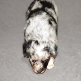 Australian Shepherd Puppies from 4 Aces Aussies