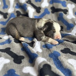 Jax - Blue merle male Miniature Australian Shepherd puppy in Hillsville, Virginia from Lottie's Mini Aussies