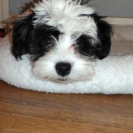 Coton de Tulear Puppies from Coton Country