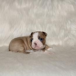 Barracuda - Blue male Boston Terrier puppy in Gore, Oklahoma from Freedom Frenchies N Bostons
