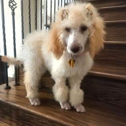 Lady Aurelia Apricity Pupperton - Apricot female Poodle puppy in Midlothian, Texas from Pristine Puppies & Signature Studs