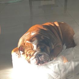 Juju - Bulldog