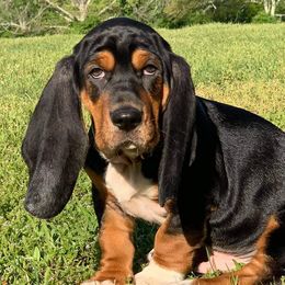 Basset Hounds from Red Hill Bassets