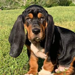 Basset Hounds from Red Hill Bassets