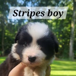 Stripes as in Stars N Stripes - Black and white male Border Collie puppy in Powder Springs, Georgia from Snowbird Border Collies