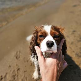 Mavis - Cavalier King Charles Spaniel