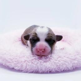 American Corgi and Pembroke Welsh Corgi Puppies from Whimsical Treasure Corgis