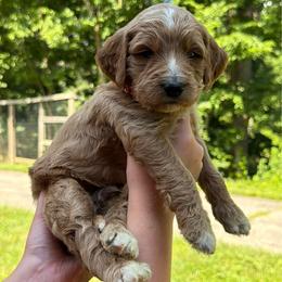 Boy 4 - Red female Bernedoodle puppy in Milford, Ohio from Doodle Duo