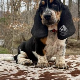 Cupid - Black white and brown male Basset Hound puppy in Dingess, West Virginia from Tuckers' Howling Hounds