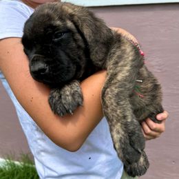 Girl 3 - Brindle female Mastiff puppy in Wewoka, Oklahoma from P Diamond Mastiffs